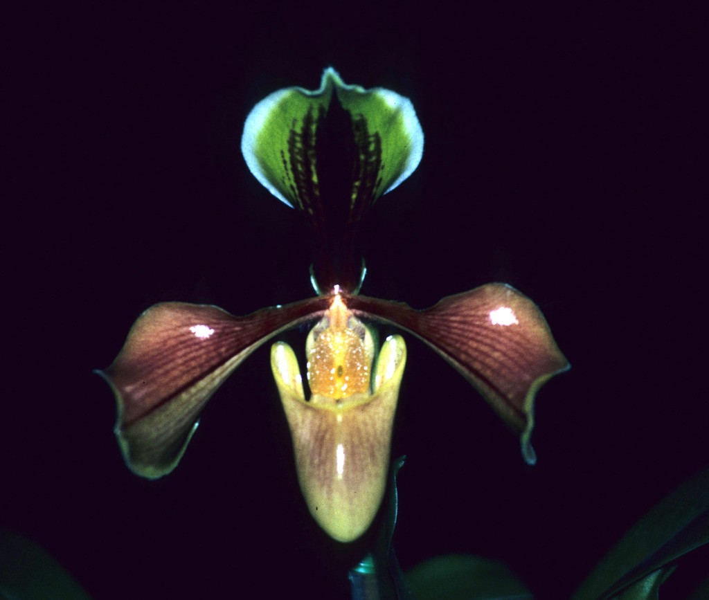 Paphiopedilum villosum var. villosum - HCC/AOC