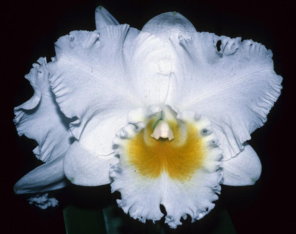 Rhyncholaeliocattleya Chincogan - HCC/AOC