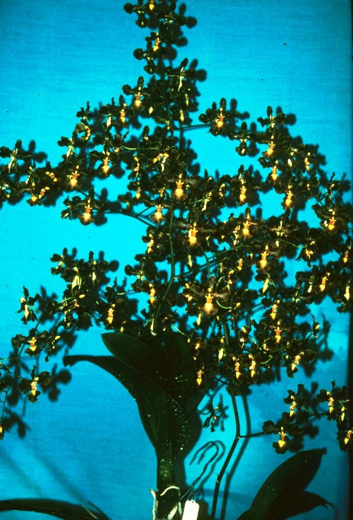 Gomesa praetexta - photo 2