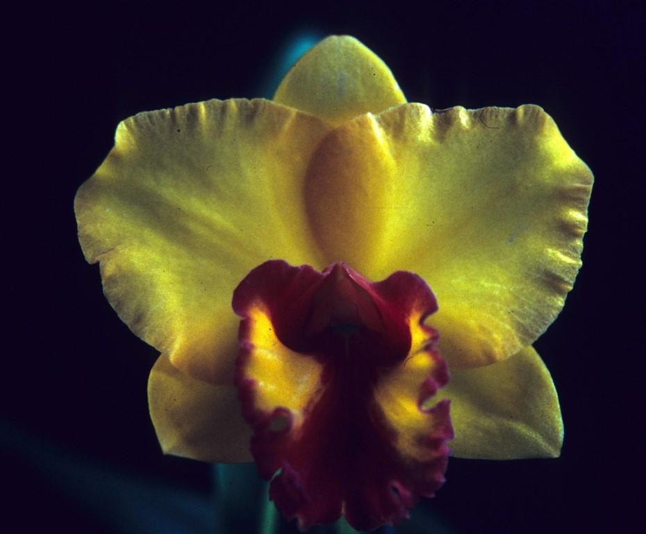 Rhyncholaeliocattleya Love Call - HCC/AOC