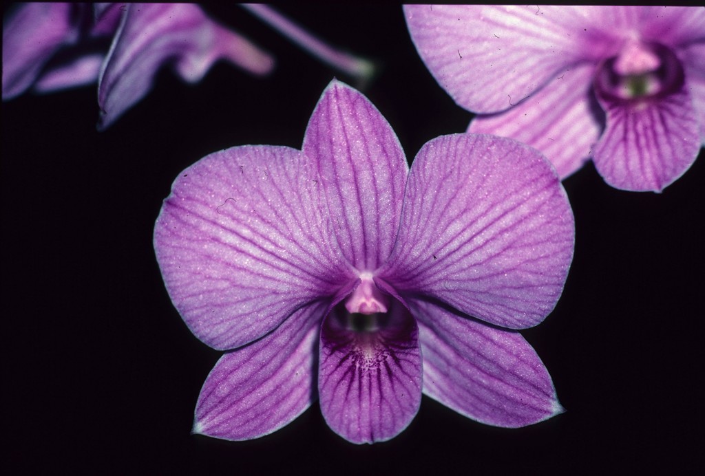 Dendrobium bigibbum