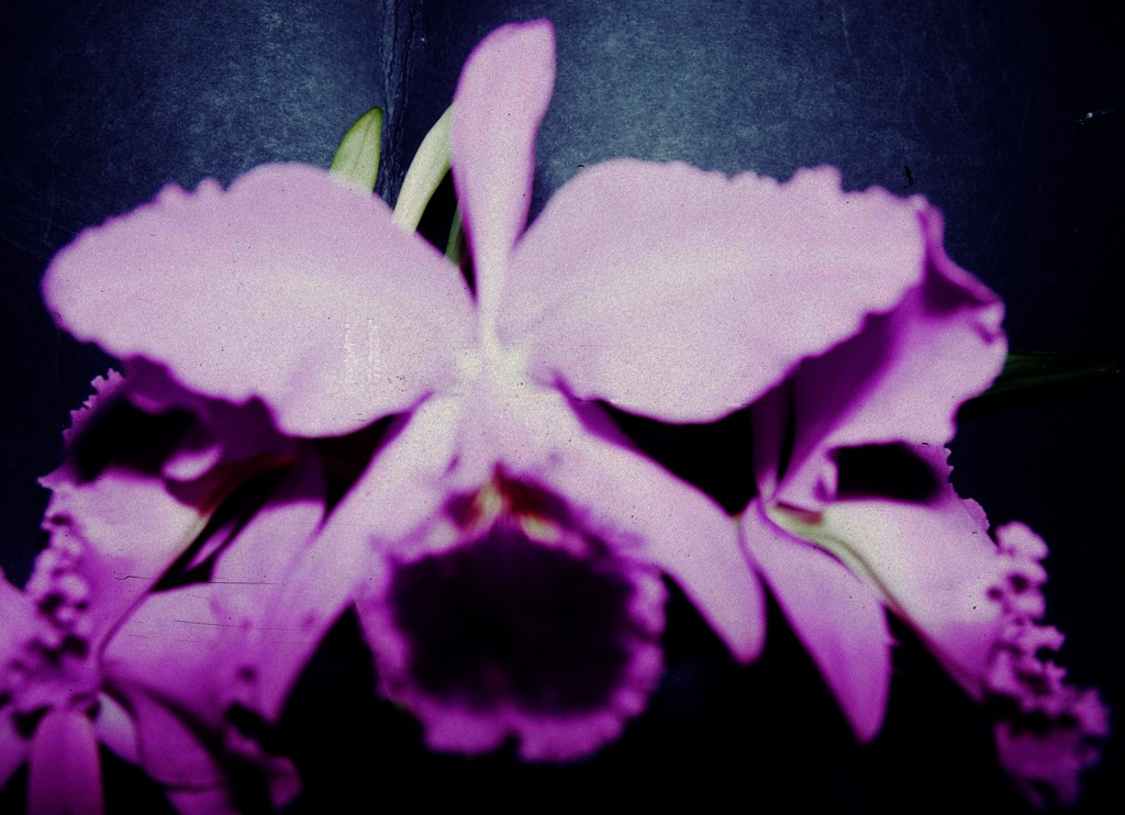Cattleya jenmanii