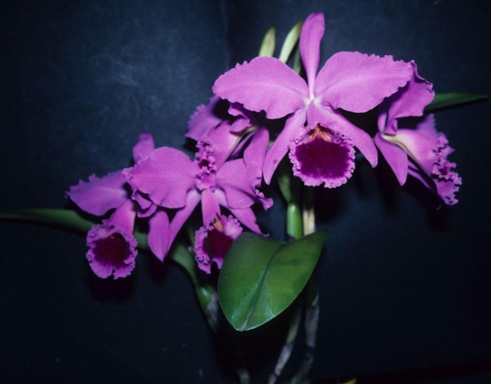 Cattleya jenmanii - photo 2