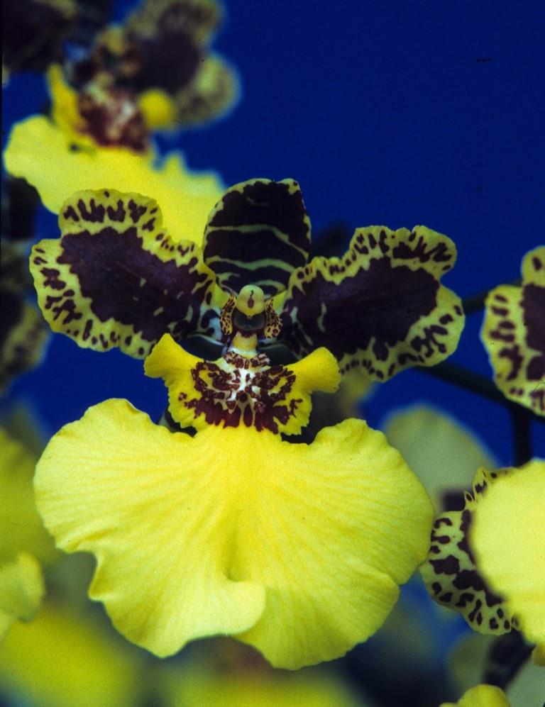 Zelenkocidesa Golden Handshake - HCC/AOC