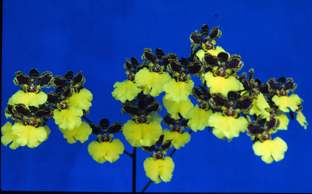 Zelenkocidesa Golden Handshake - photo 2