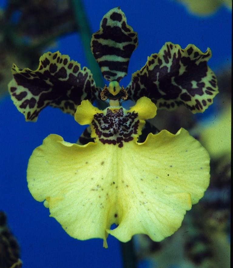 Zelenkocidesa Golden Handshake - HCC/AOC