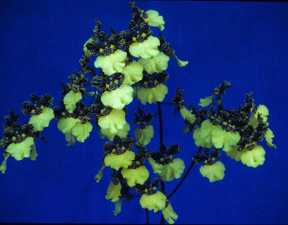 Zelenkocidesa Golden Handshake - photo 2