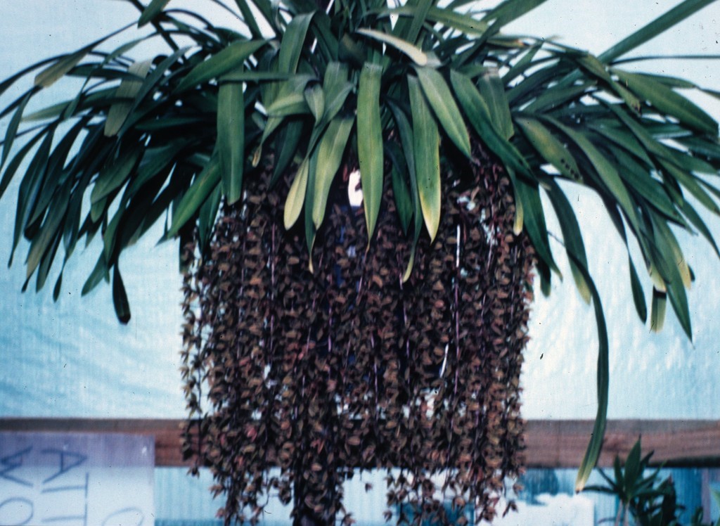 Cymbidium Sunburst Finish - ACC/AOC