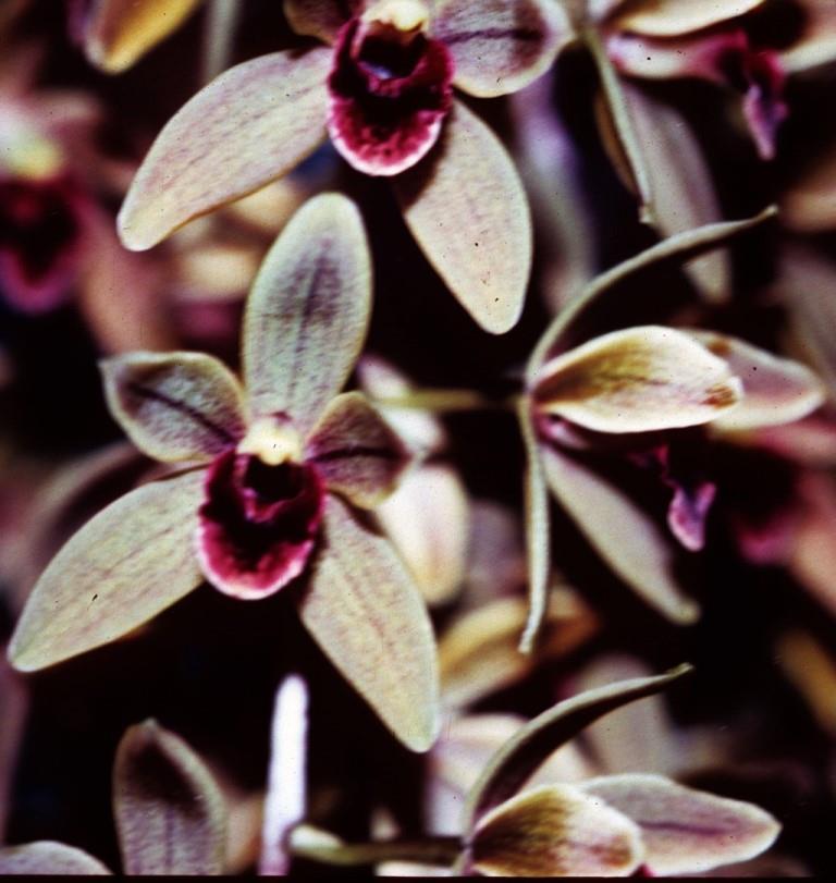 Cymbidium Sunburst Finish - photo 2