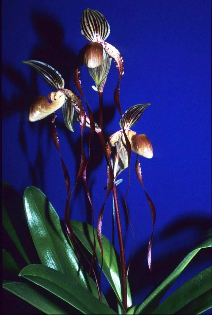 Paph Angel Hair