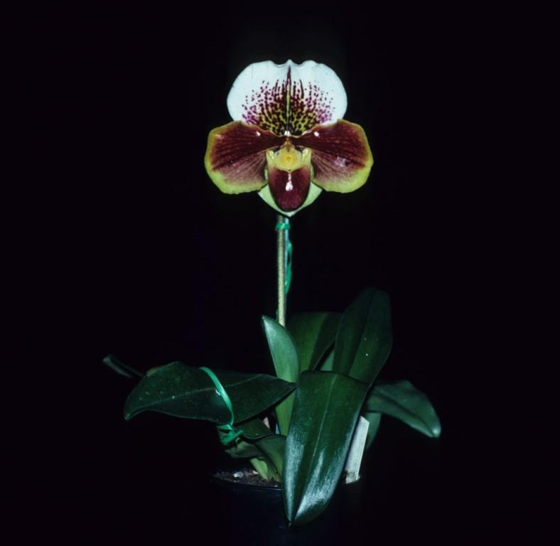 Paphiopedilum Northville Pride - photo 2