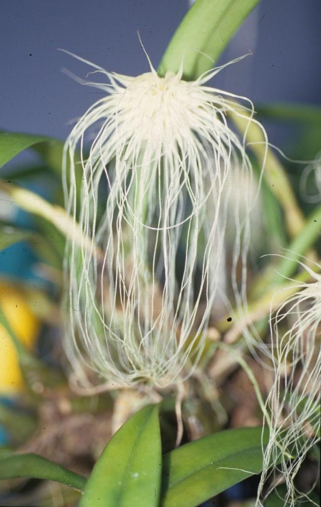 Bulbophyllum medusae