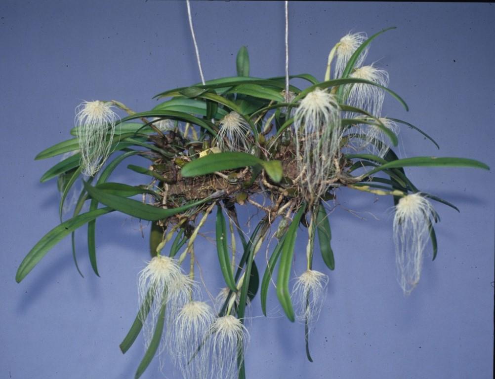 Bulbophyllum medusae - photo 2
