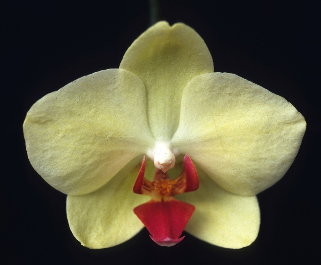 Phalaenopsis Golden City