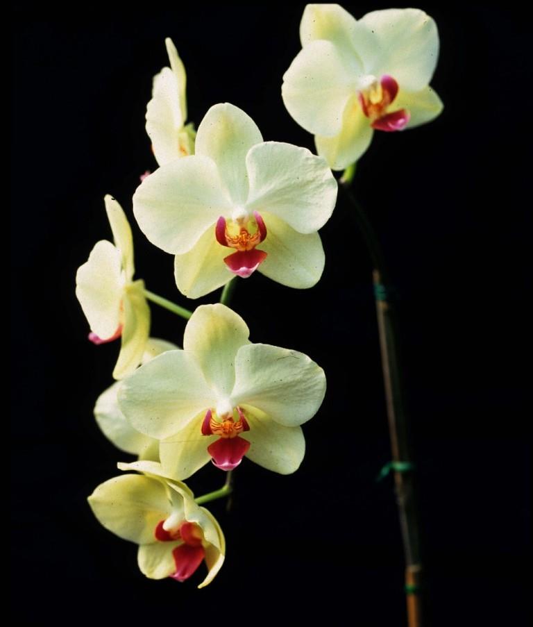 Phalaenopsis Golden City - photo 2
