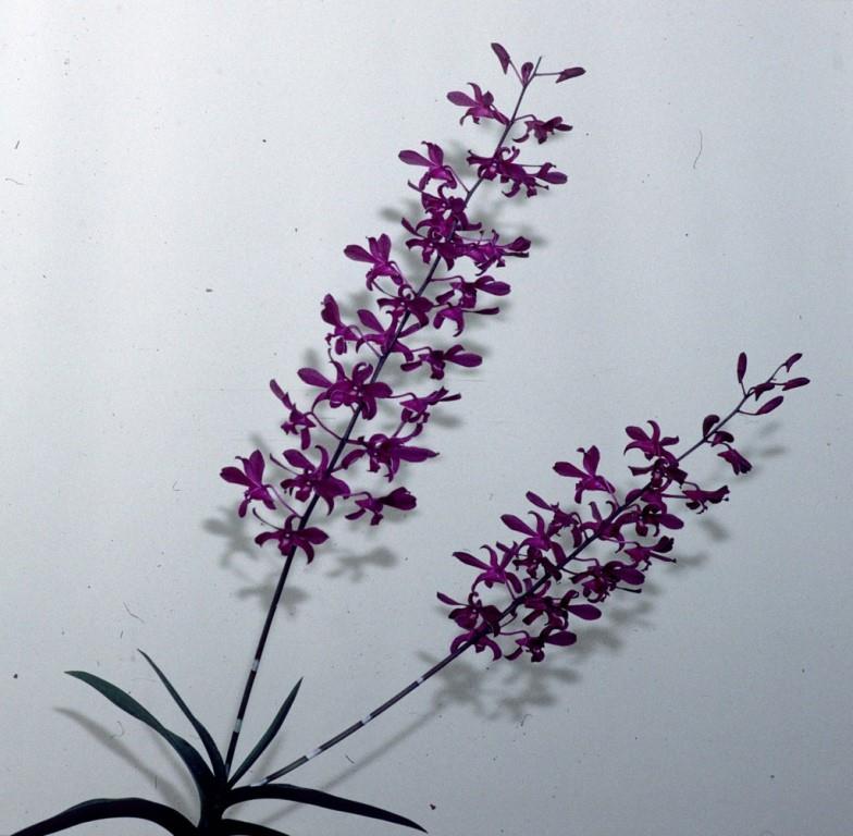 Dendrobium Kelso Ruby - photo 2