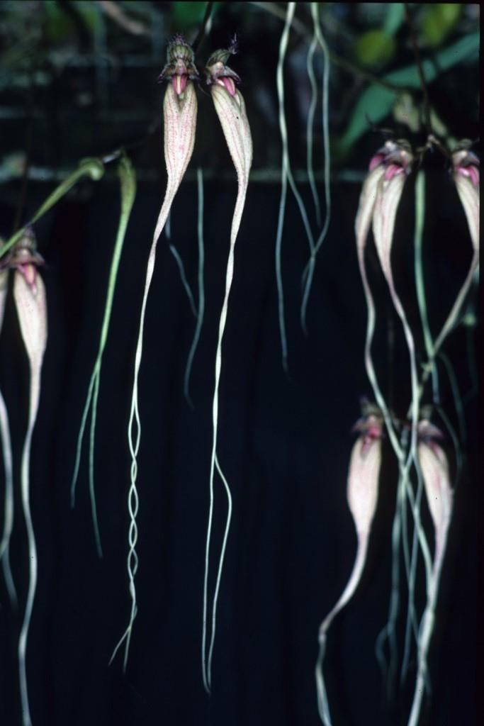Bulbophyllum Fascination - photo 2