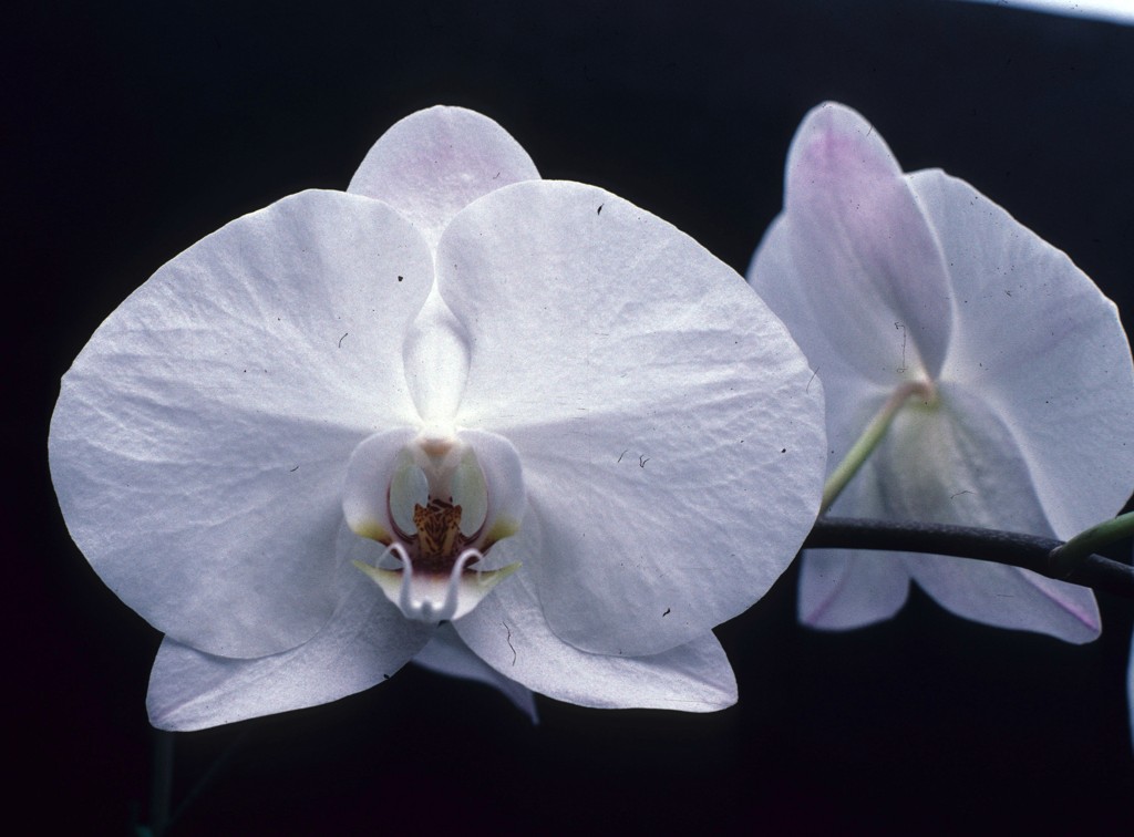Phalaenopsis Queen of Diamonds - HCC/AOC