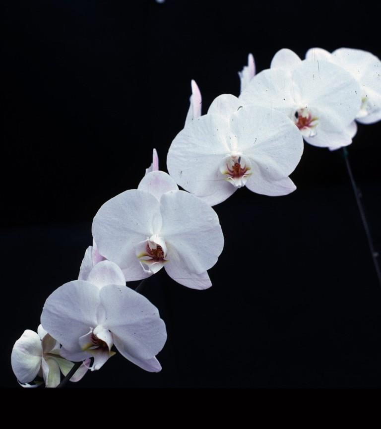 Phalaenopsis Queen of Diamonds - photo 2