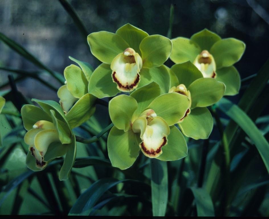 Cymbidium Jinjerra - photo 2