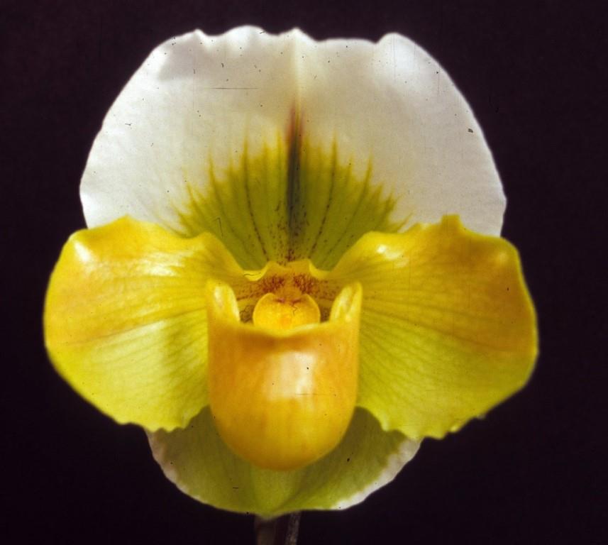 Paph Bilgay