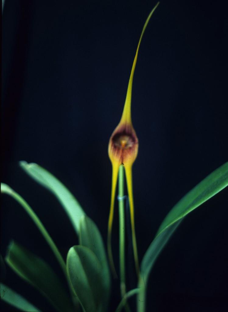Masdevallia macrura