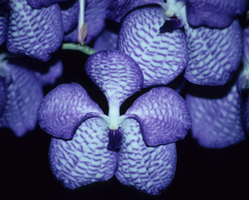 Vanda coerulea - HCC/AOC