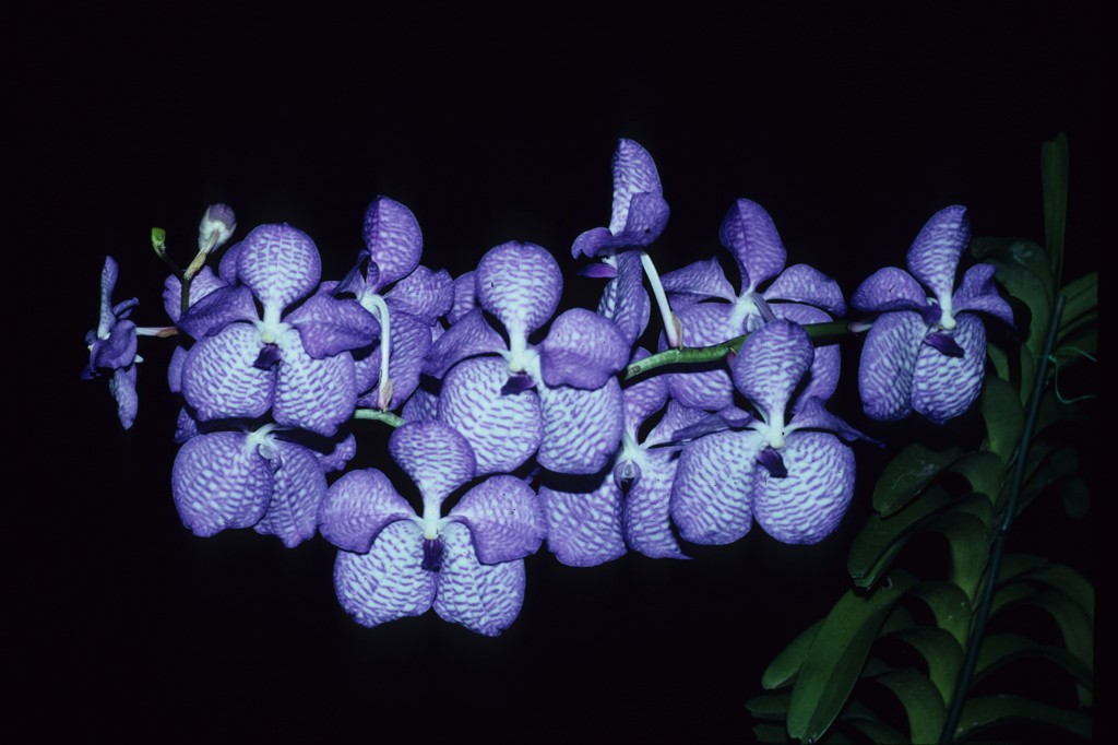 Vanda coerulea - photo 2