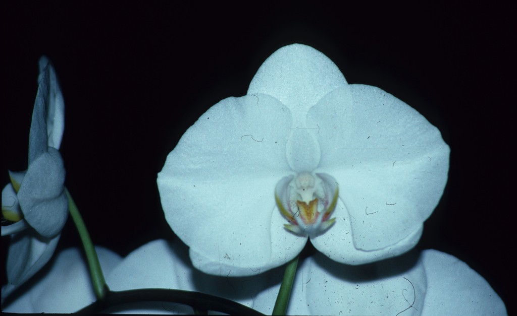 Phalaenopsis Enzan Elation
