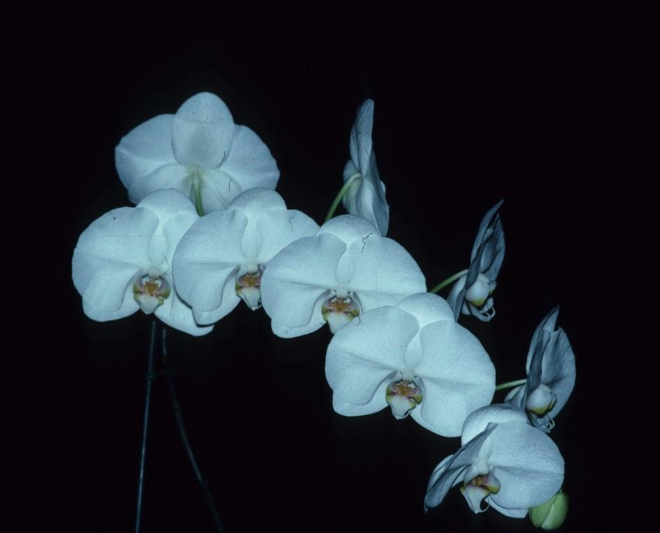 Phalaenopsis Enzan Elation - photo 2