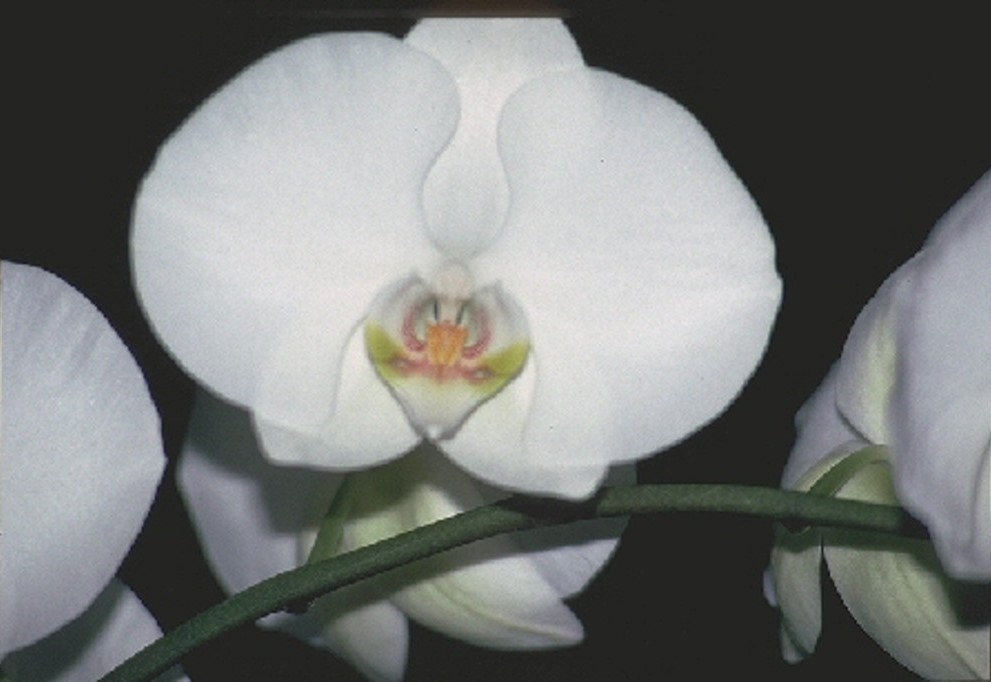 Phalaenopsis Enzan Elation - HCC/AOC