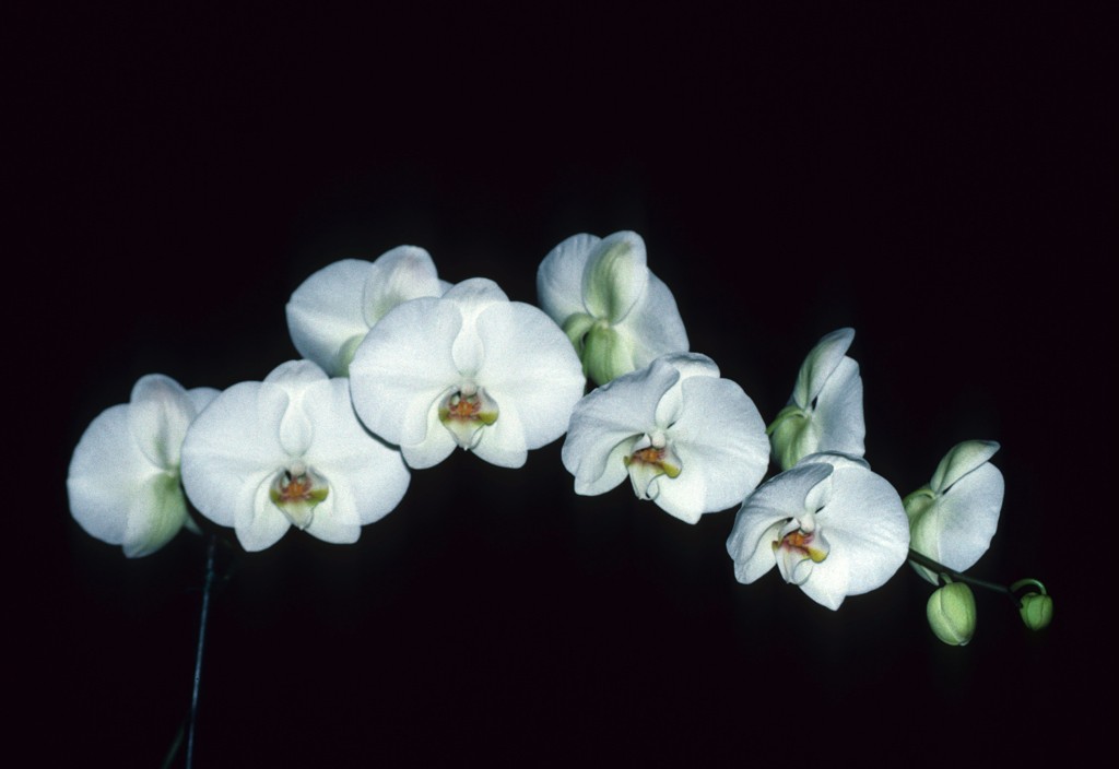 Phalaenopsis Enzan Elation - photo 2