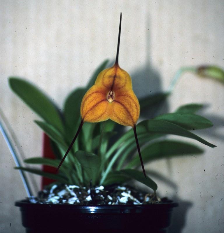 Masdevallia Galaxy - HCC/AOC