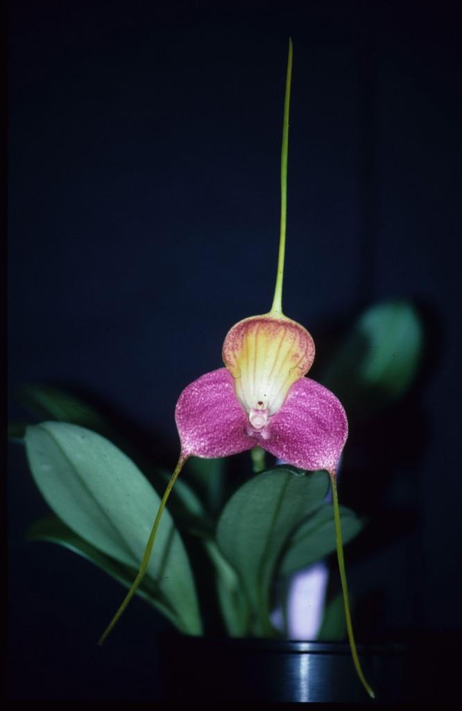 Masdevallia caudata - HCC/AOC