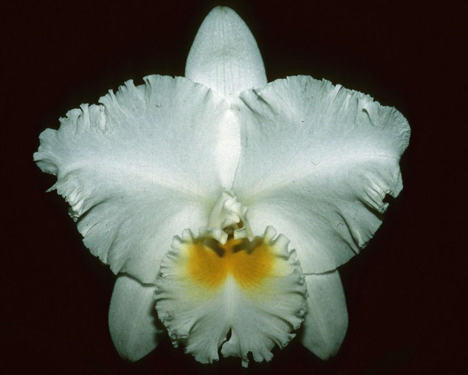 Rhyncholaeliocattleya Chincogan - AM/AOC