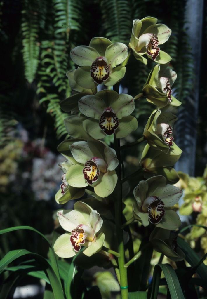 Cymbidium Regal Solana - photo 2