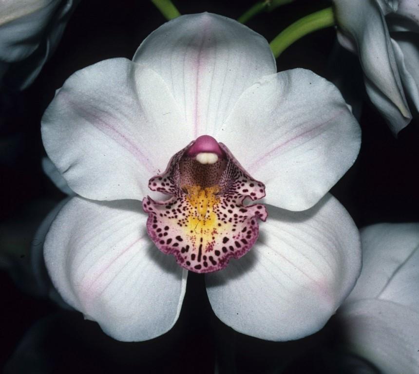 Cymbidium Lovely Angel