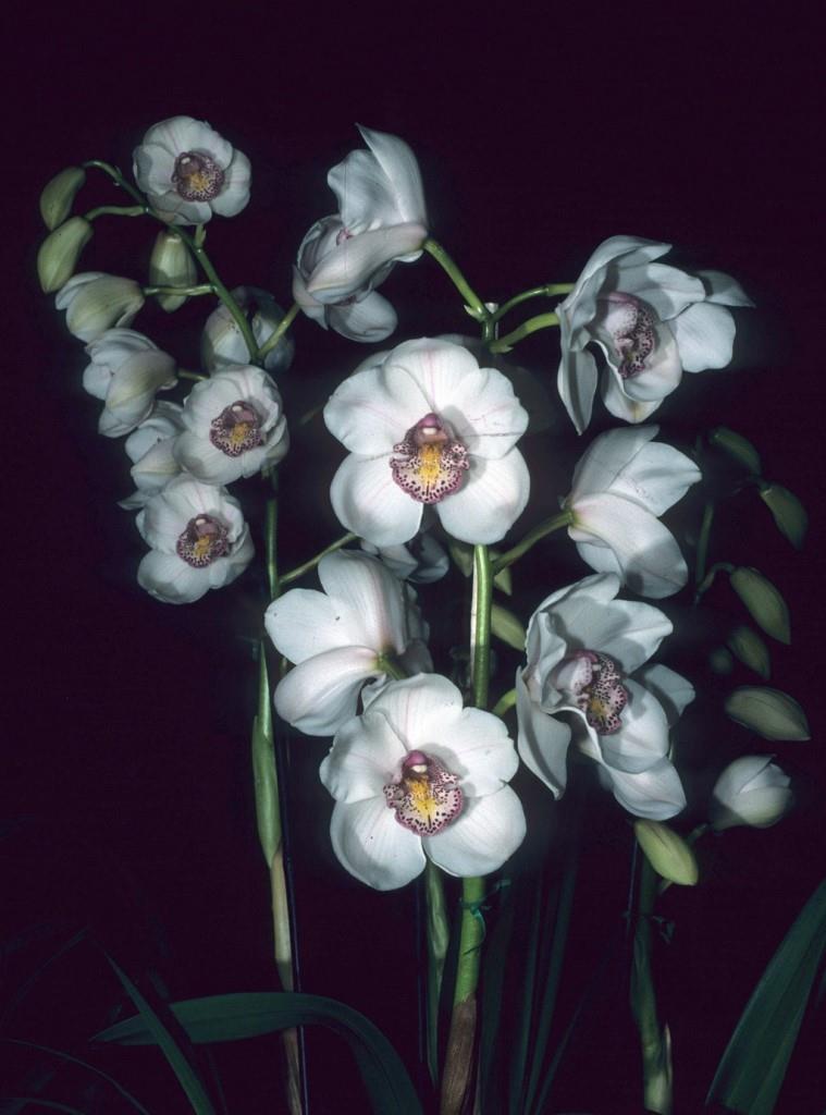 Cymbidium Lovely Angel - photo 2