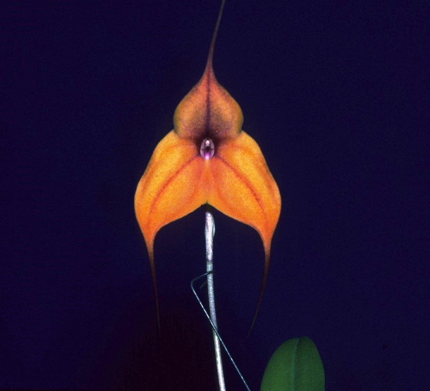 Masdevallia Copper Angel - HCC/AOC