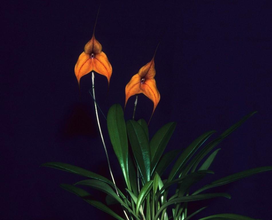 Masdevallia Copper Angel - photo 2