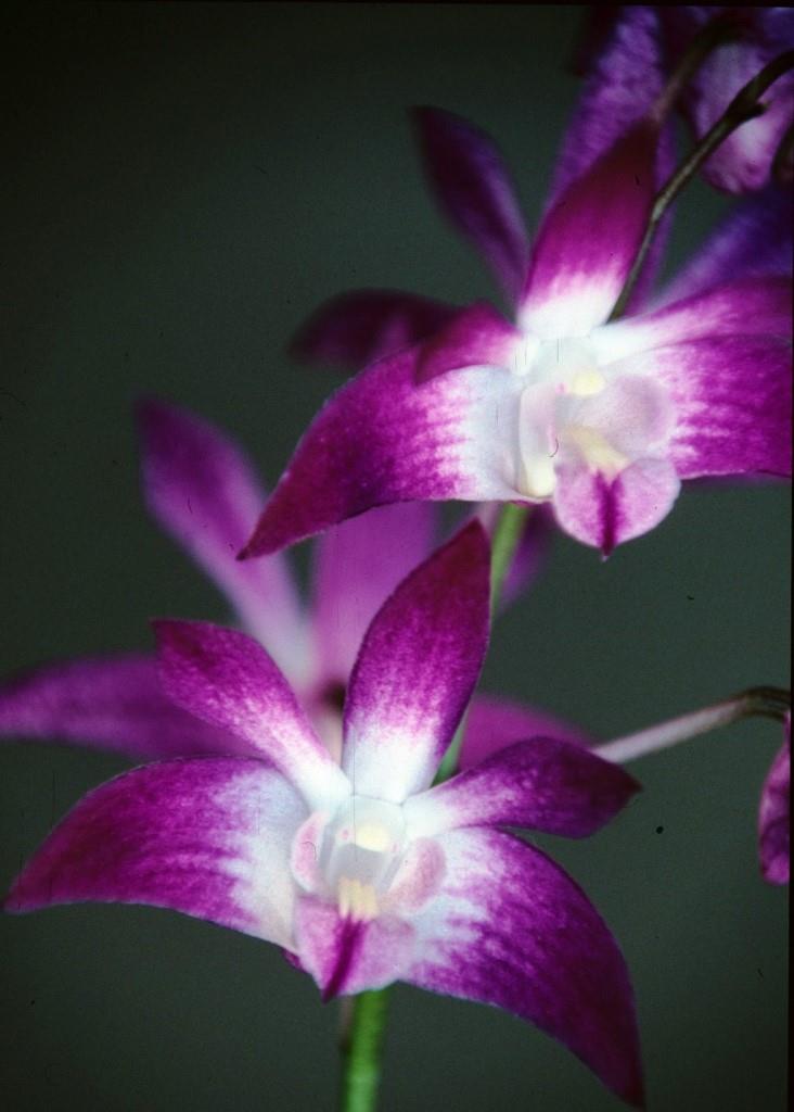 Dendrobium Jonathan's Glory - HCC/AOC