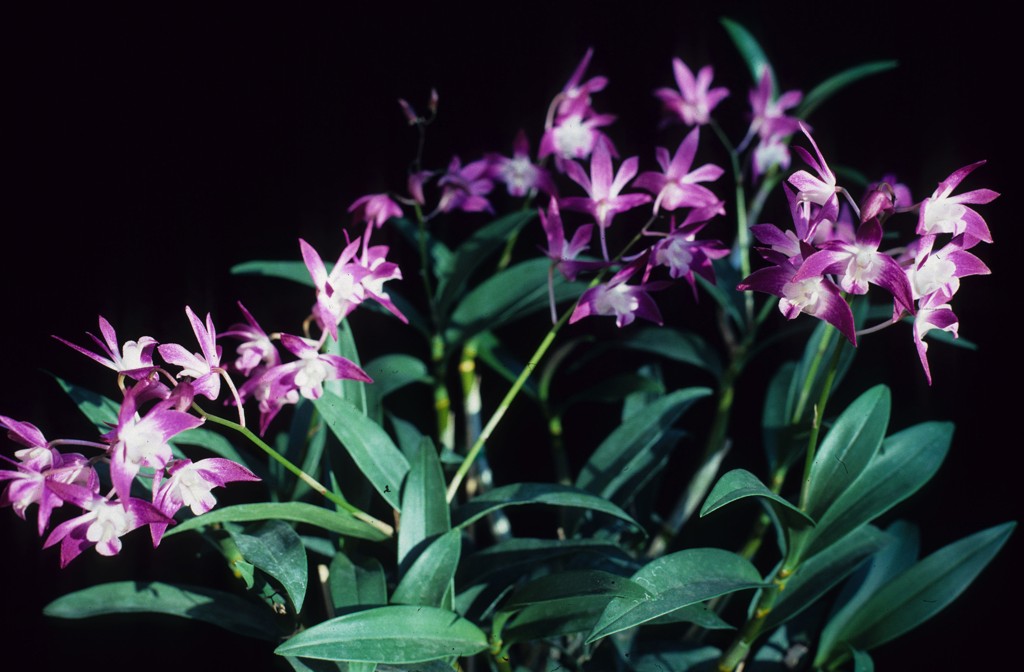 Dendrobium Jonathan's Glory - photo 2