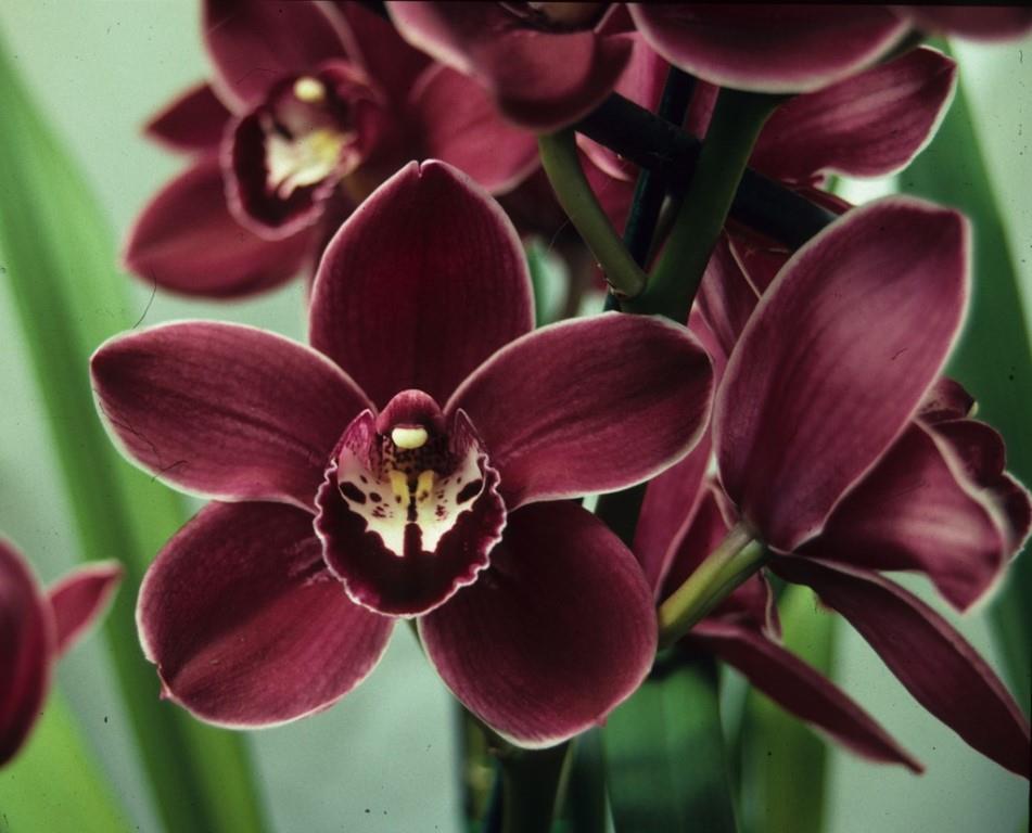 Cymbidium Valley Regent - HCC/AOC