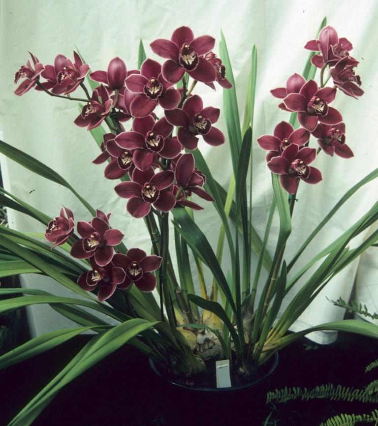 Cymbidium Valley Regent - photo 2