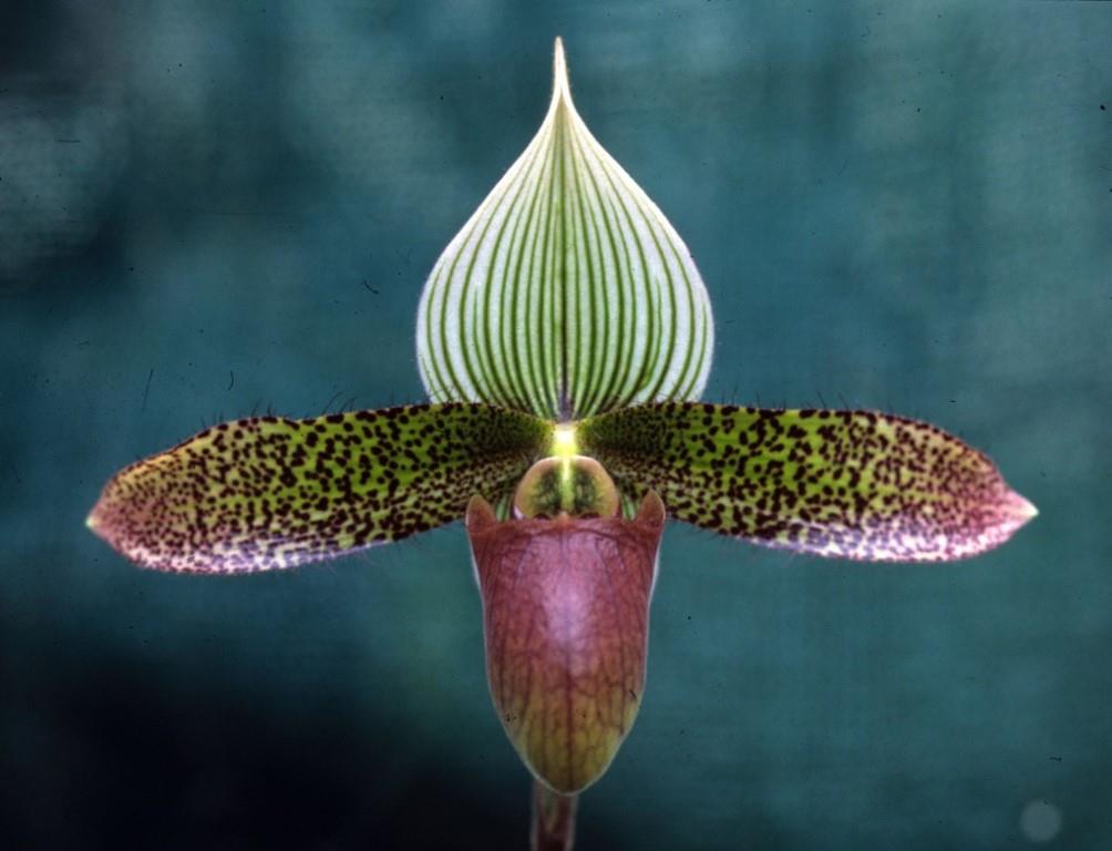 Paphiopedilum Love Song