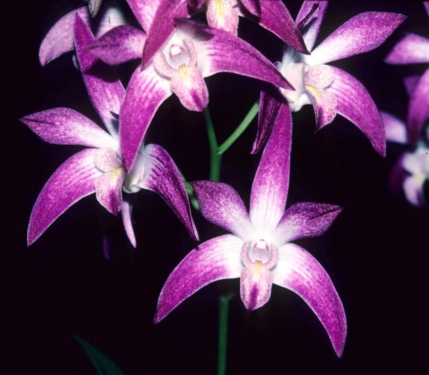 Den Anne's Rainbow Surprise