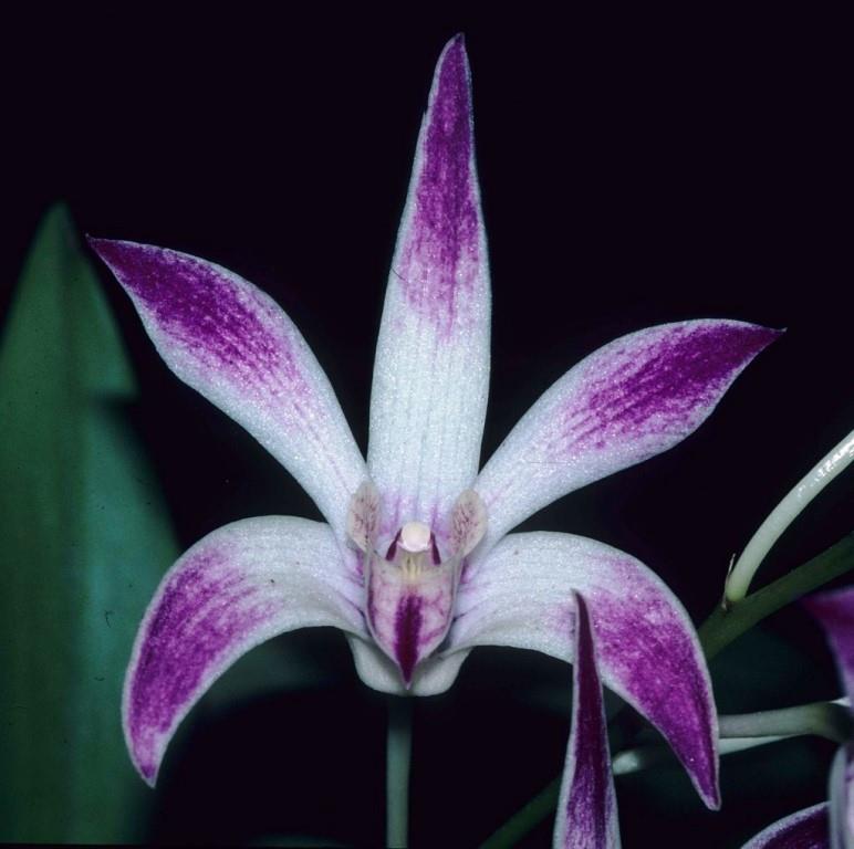 Den Anne's Rainbow Surprise