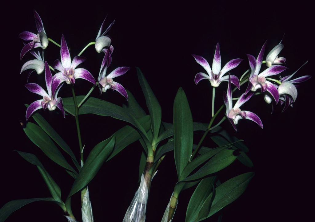 Dendrobium Anne's Rainbow Surprise - photo 2