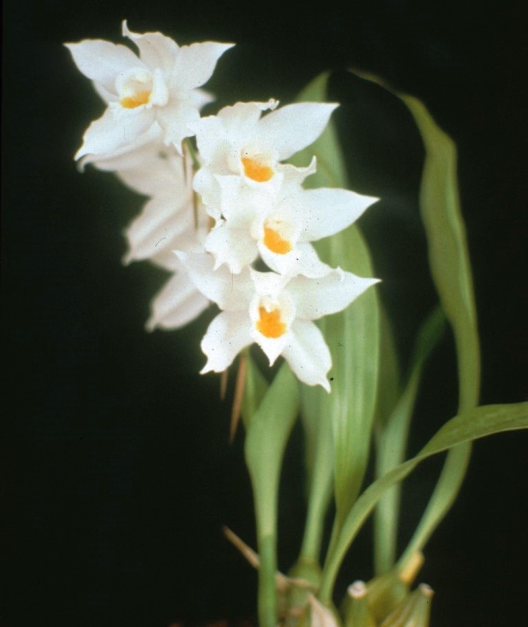 Coelogyne mooreana - photo 2