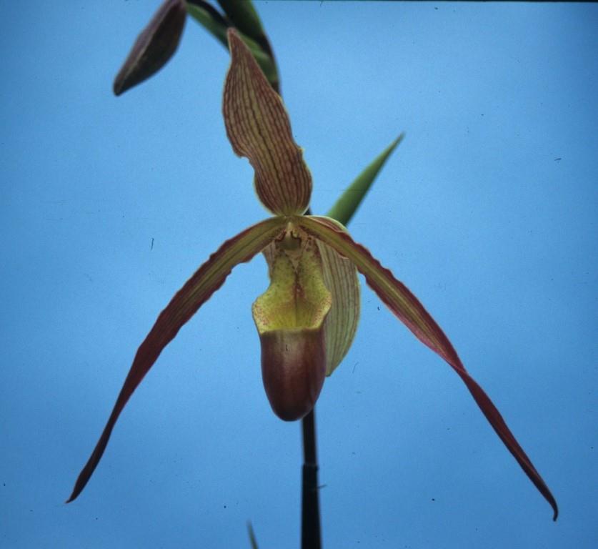 Phragmipedium Sorcerer's Apprentice - HCC/AOC